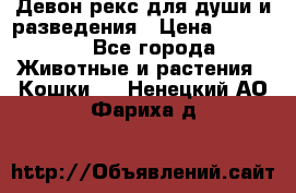 Девон рекс для души и разведения › Цена ­ 20 000 - Все города Животные и растения » Кошки   . Ненецкий АО,Фариха д.